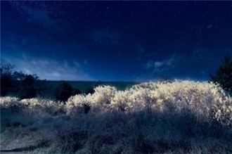 ススキのライトアップ(イメージ)