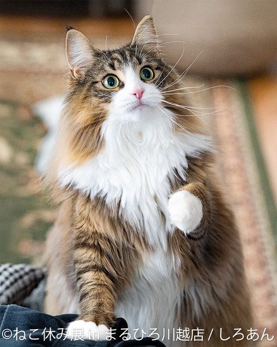 展示作品:しろあん