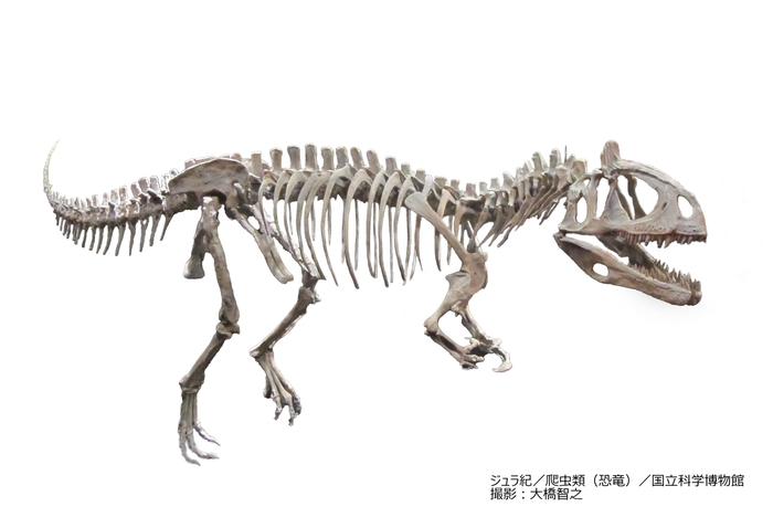 クリオロフォサウルス（レプリカ）