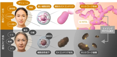 いつまでも若々しくいたい気持ちに応える、MITOL(マイトル)研究の挑戦