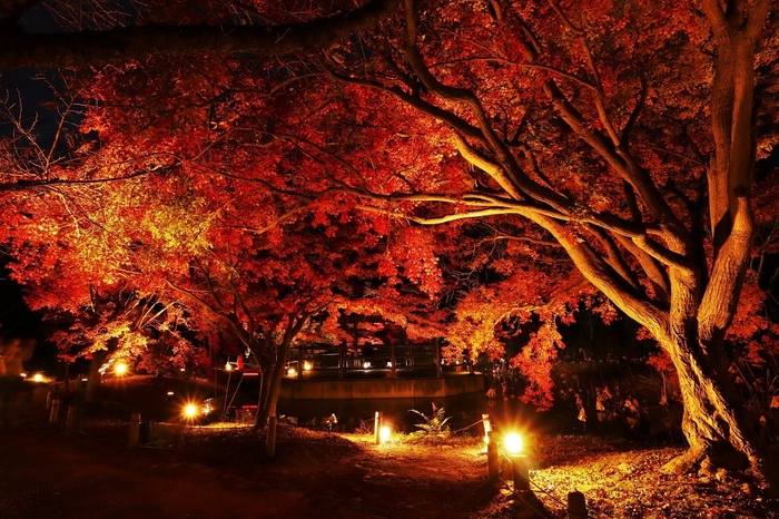 なからぎの森の池ライトアップ(昨年度)