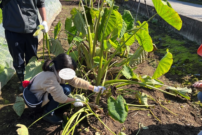 ただいま里芋の葉と格闘中!