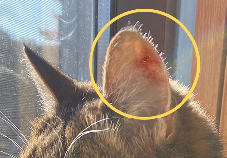 猫の耳部(イメージ)