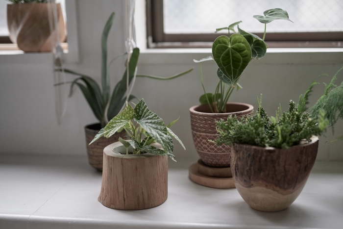 ベゴニア・ホワイトアイス