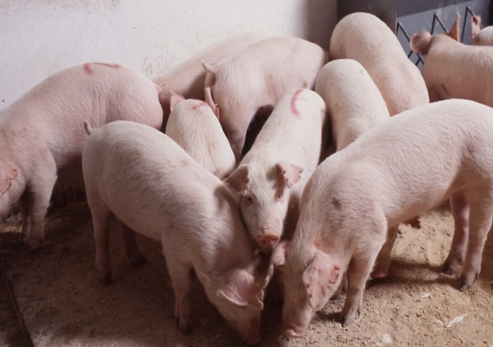 国産穀類100%飼料で育てられた健康的な豚