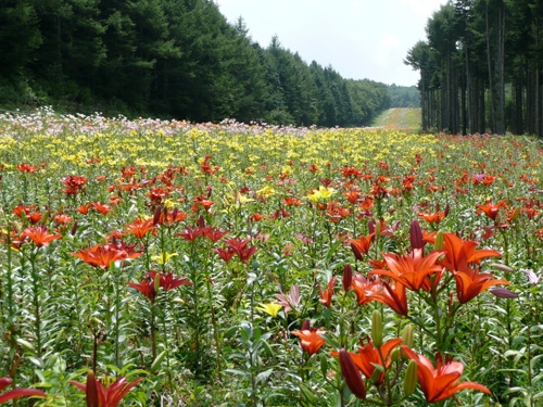 ふじてんリゾート リリーパークの様子 その2