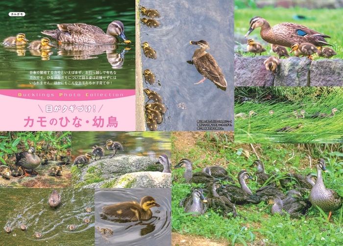カモのひな・幼鳥