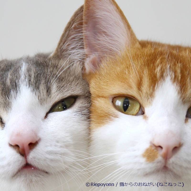猫からのおねがい展(ねこねっこ) /Riepoyonn