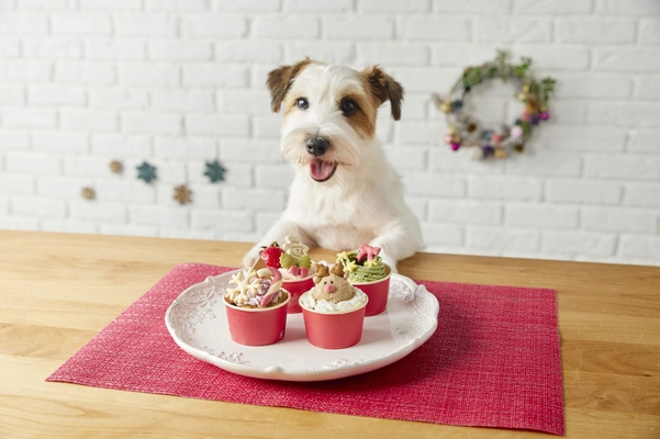 【うちの子とご馳走を食べる年末年始】犬猫専用クリスマスケーキや特製豪華おせち予約開始