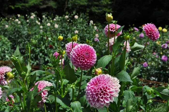 今は一番花が楽しめます