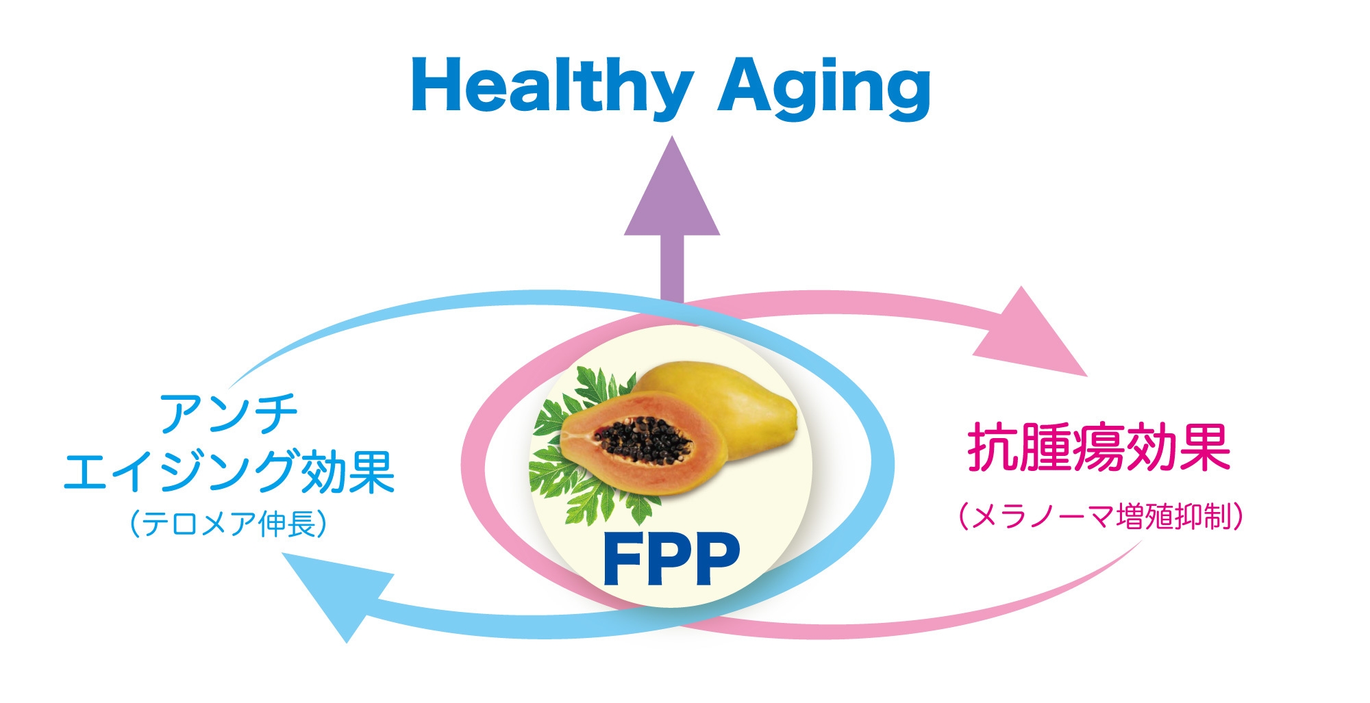 (図1)FPP(パパイヤ発酵食品)のアンチエイジング効果と抗腫瘍効果