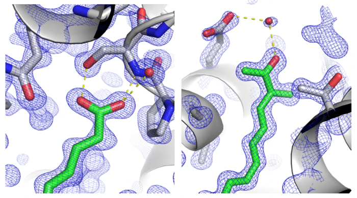 図2 2-dehydro-3-deoxylaetiporic acid A(緑色部分)が色素タンパク質内の空間に結合すると、色素タンパク質によってその両末端が、極性相互作用によって固定される