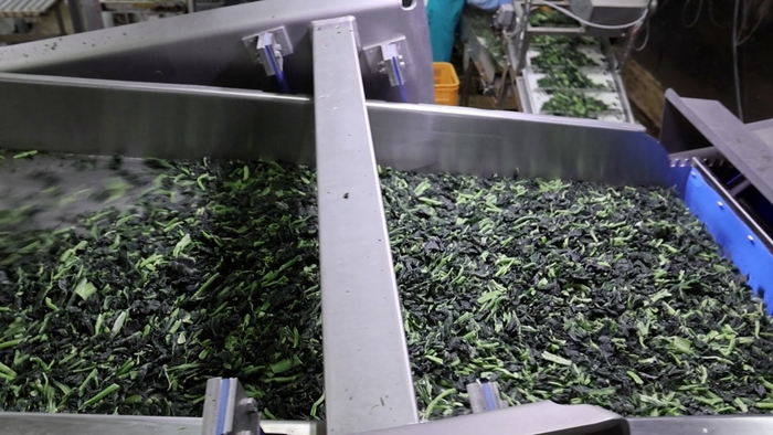 TOMRA 5C_IQFほうれん草