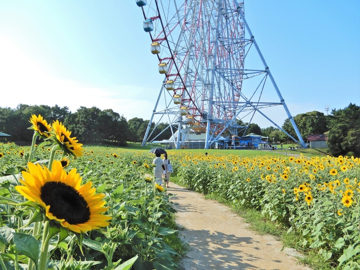 葛西臨海公園のひまわり(昨年の様子)