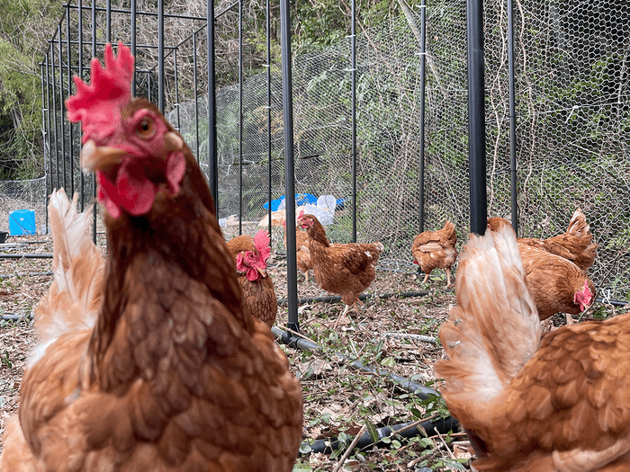 鶏舎のニワトリたち（毛利さん撮影）