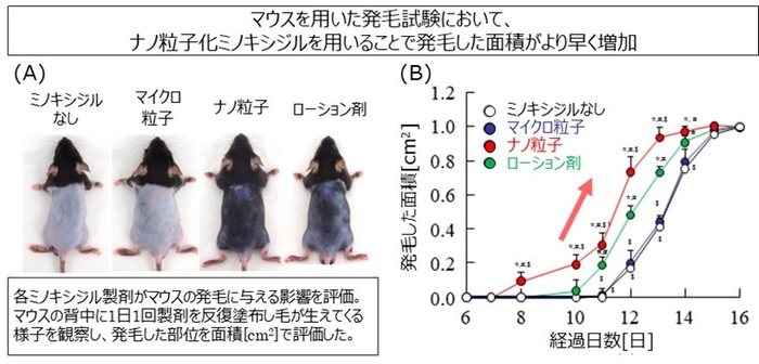 図3:マウスを用いた発毛試験結果 (A)塗布開始後12日目のマウス背部の写真、(B)マウス背部における発毛した面積の経時的変化 N=6-7、*p < 0.05 vs ミノキシジルなし、#p < 0.05 vs マイクロ粒子、$p < 0.05 vsローション剤 出展:Biol. Pharm. Bull., 47(12), 2024.(一部改変)