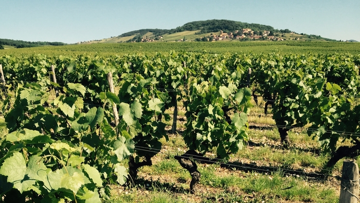 ドゥブラン家のぶどう畑