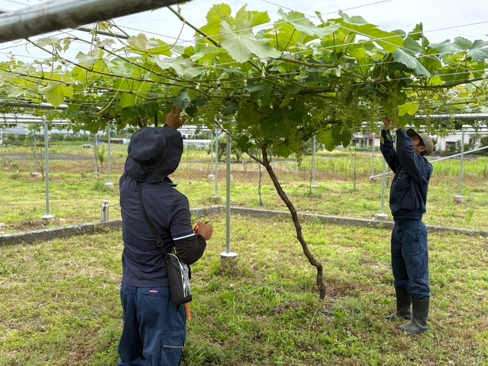 FUJIKAWA GRAPE ブドウ畑