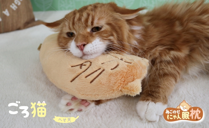 ごろ猫 へそ天