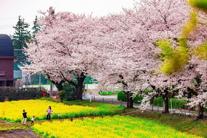 尾根緑道
