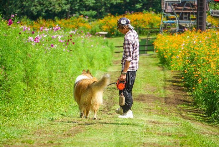 9月には見頃のコスモスをわんちゃんと一緒に