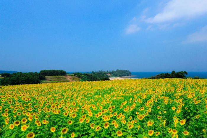 花とアートの岬 長崎鼻