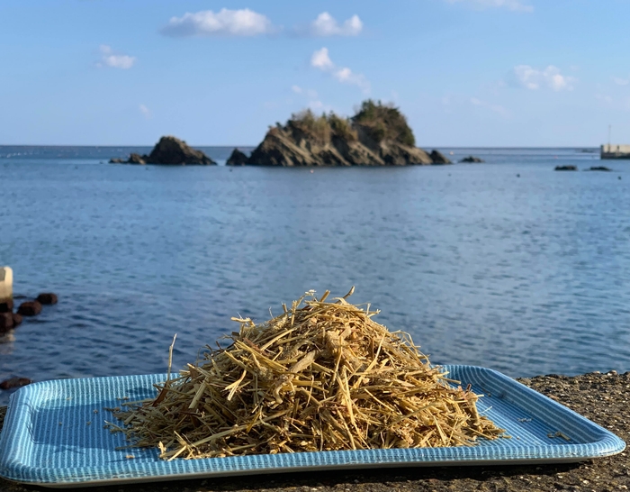 わかめ発酵飼料