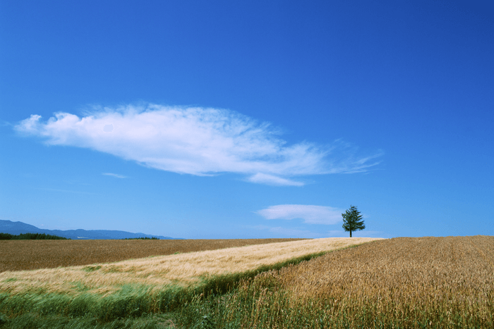 一粒の麦からはじまる おいしい物語...