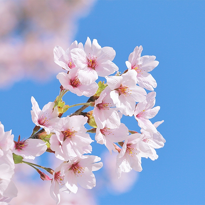 東京の桜染めタオルハンカチ