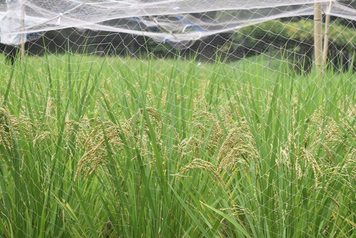稲穂の様子(9月14日撮影)