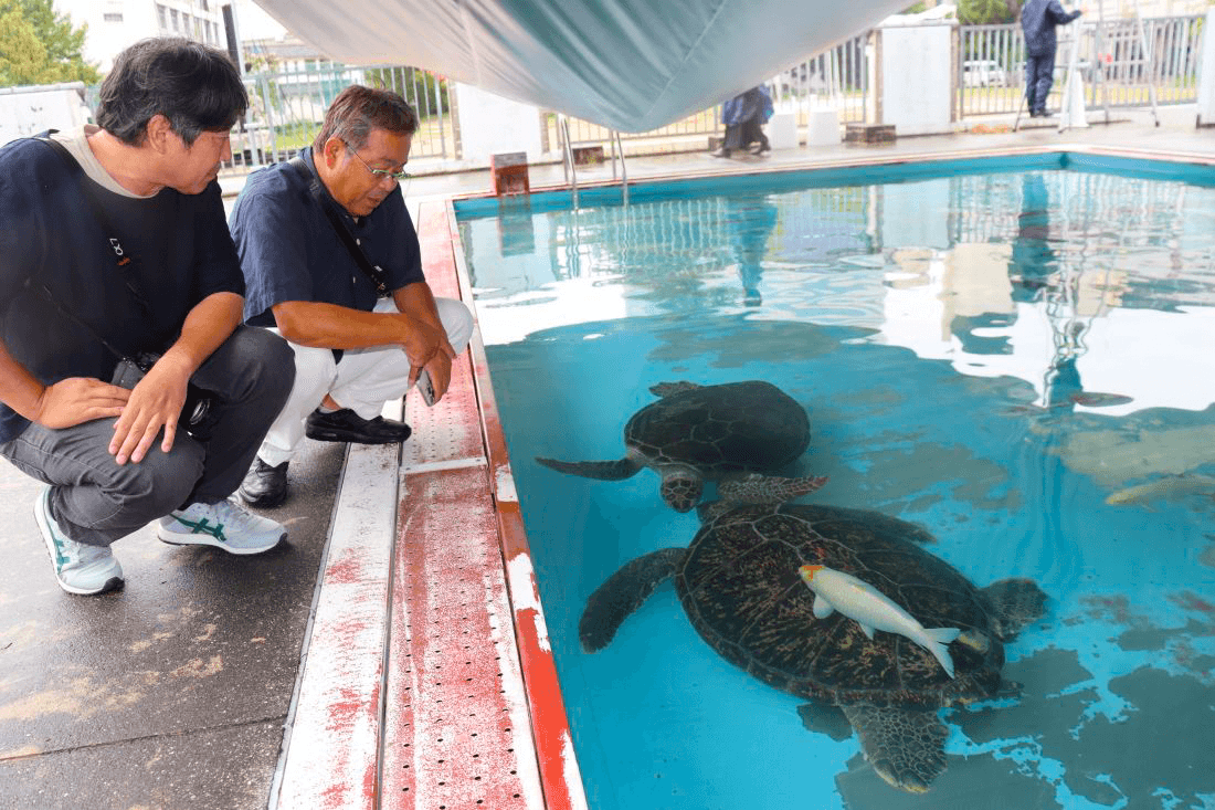 ウミガメとニシキゴイが一緒に泳ぐ様子を見守る(左から)島袋さんと理大生物科学科の山本俊政准教授