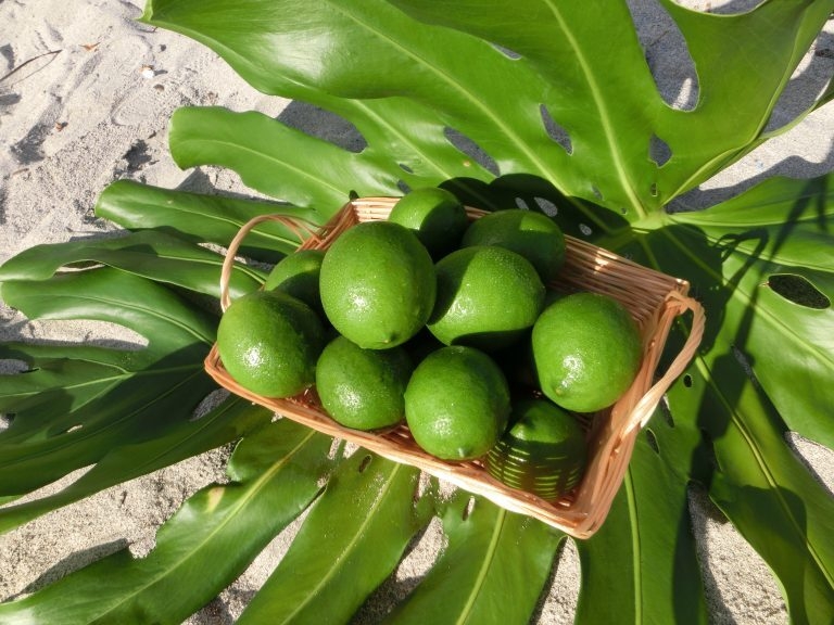 小笠原(父島・母島)