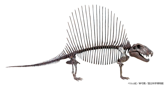 ディメトロドン（レプリカ）