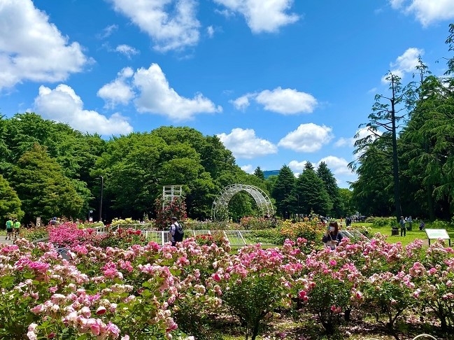 ▲バラの園の様子