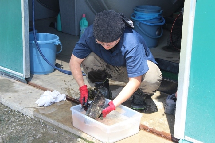 試食用にタマカイを1匹取り上げた三輪さん