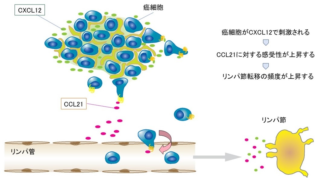 ケモカインによる乳癌リンパ節転移促進のメカニズム 癌組織で発現したケモカインCXCL12が癌細胞に作用することで、リンパ管から産生されるケモカインCCL21に対する反応が活発になる。リンパ管に侵入した癌細胞は、リンパ管を通ってリンパ節に移動し、癌がリンパ節に転移する。