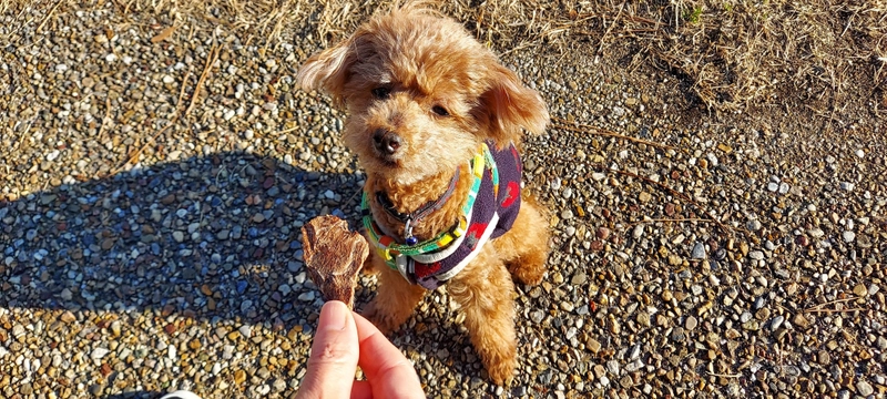 GW到来！ワンちゃんとのお出掛けシーズンに向けて！ 愛犬用おやつ「愛鷹山麓鹿肉ジャーキー」の販促強化を実施