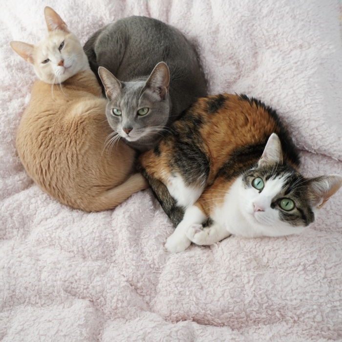 もちもちブラザーズ