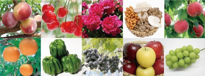 日本の原風景が広がる長野県中野市は、懐かしい自然を残しつつ、常に時代に先駆けて新しいおいしさに挑戦する農業の先進地として知られています。