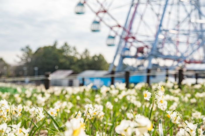 約5万7千球のスイセン花壇は圧巻です