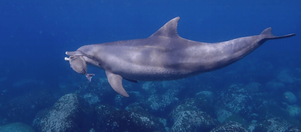 御蔵島の野生ミナミハンドウイルカ(柳瀬美緒氏 撮影)