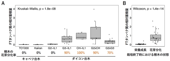 図2 接ぎ木されたキャベツ穂木の開花誘導の成否は、穂木に蓄積したフロリゲン量とよく相関する。 (A)異なる台木に接ぎ木されたキャベツ穂木に蓄積したFTタンパク質の相対量。 (B)最終的な穂木の花芽分化の有無と、キャベツ穂木に蓄積したFTタンパク質の相対量との関係。
