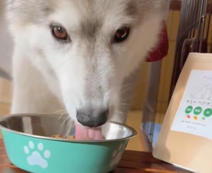 天然成分100%美味しいサプリ「サミーベジタブル」