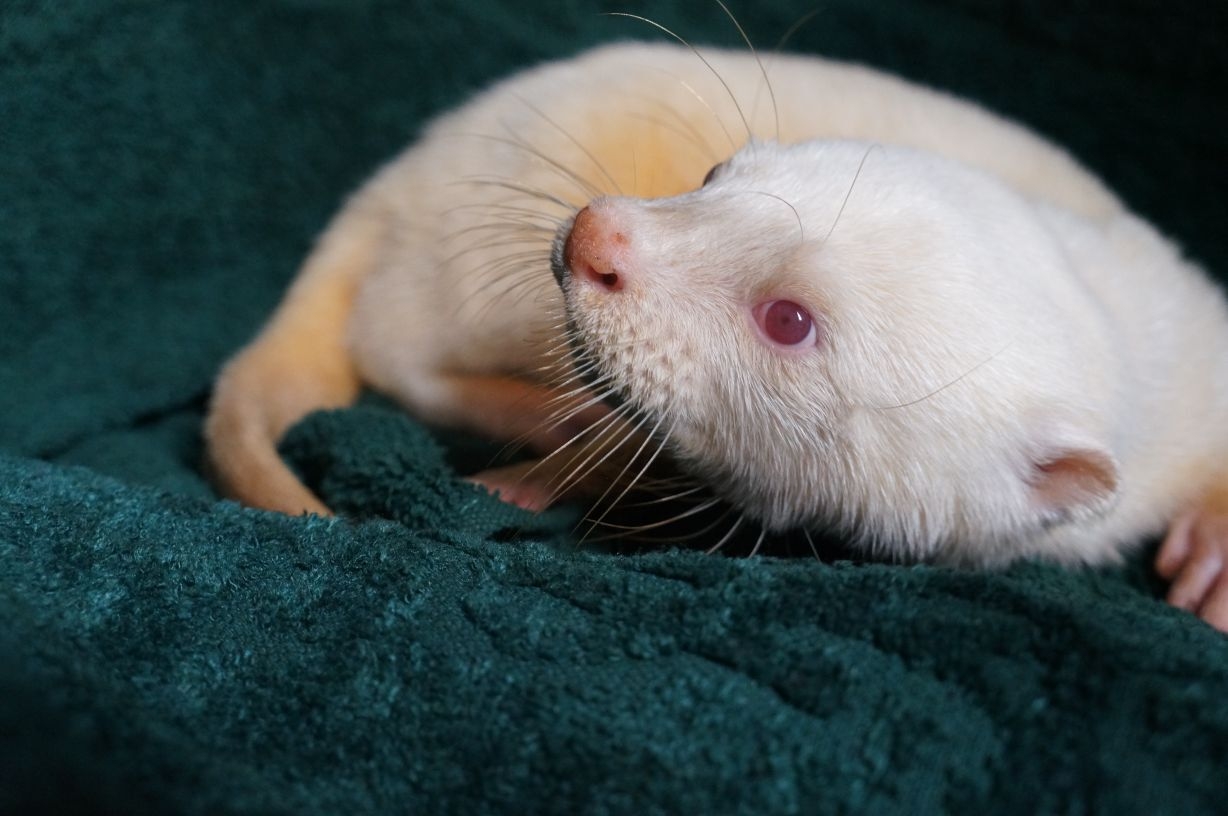奇跡の白いカワウソ ロッキー