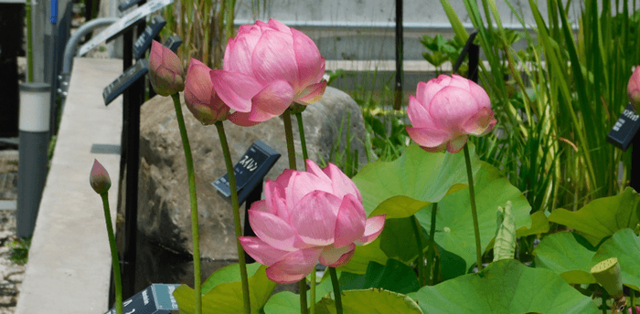 近畿大学薬学部薬用植物園で育成しているハス