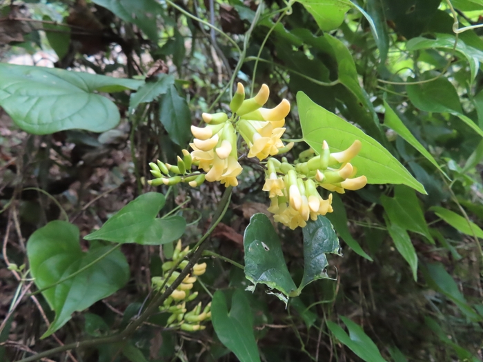 房状の花が可愛らしいノササゲ
