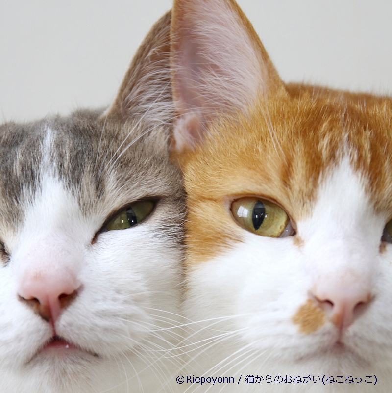 猫からのおねがい展(ねこねっこ) /Riepoyonn