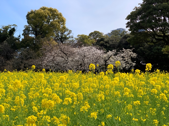 ナノハナとサクラの競演(お花畑)