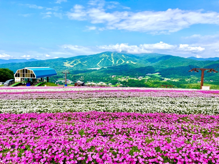 ペチュニアガーデン