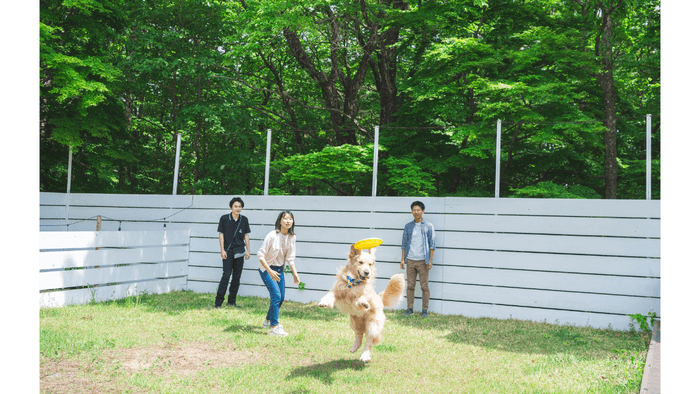 ドッグトレーニング